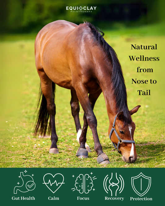 Cooling Clay, Leg Recovery, and Equine Health