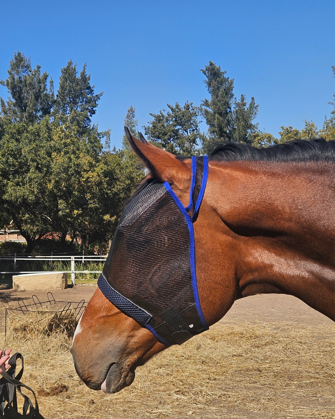 Horse&Pony Fly Mask