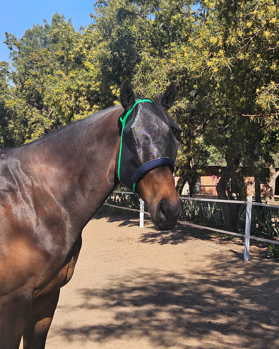 Horse&Pony Fly Mask