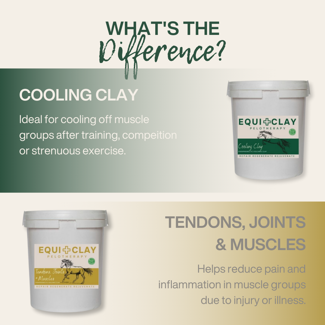 EquiClay Tendons, Joints and Muscle Clay